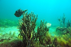 Eubalichthys mosaicus