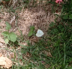 Pieris rapae