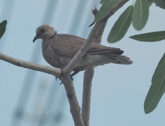 Streptopelia tranquebarica