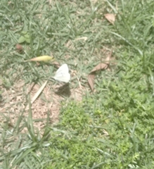 Pieris rapae