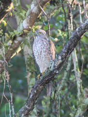 Accipiter rufitorques