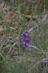 Anacamptis morio
