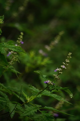 Vitex negundo heterophylla