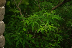 Vitex negundo heterophylla