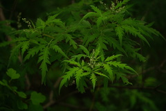 Vitex negundo heterophylla