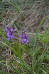 Anacamptis morio