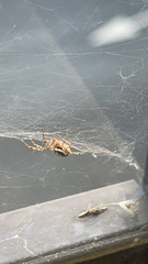 Steatoda nobilis