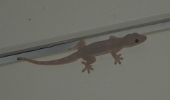 Hemidactylus platyurus