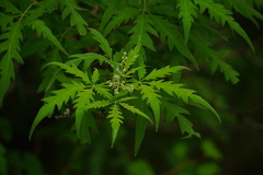Vitex negundo heterophylla