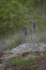 Anacamptis morio
