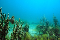 Eubalichthys mosaicus