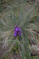 Anacamptis morio