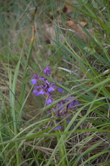 Anacamptis morio