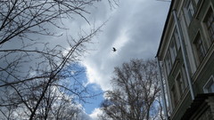 Corvus cornix