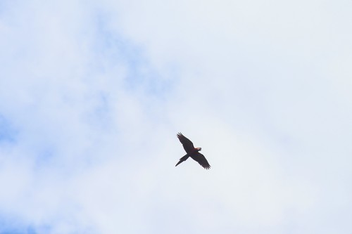 Scarlet Macaw