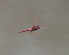 Trithemis annulata