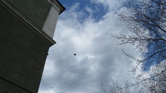 Corvus cornix
