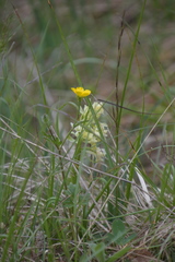 Dactylorhiza sambucina