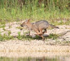 Canis aureus