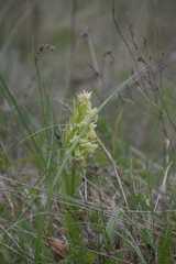 Dactylorhiza sambucina
