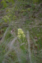 Dactylorhiza sambucina