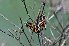 Amata annulata