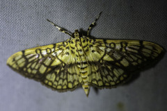 Haritalodes obliqualis