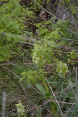 Dactylorhiza sambucina