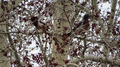 Corvus cornix