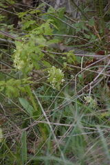 Dactylorhiza sambucina