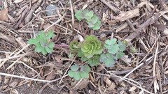 Aquilegia vulgaris