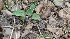 Arctium tomentosum