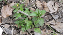 Urtica dioica