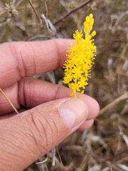 Bulbine favosa