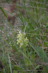 Dactylorhiza sambucina