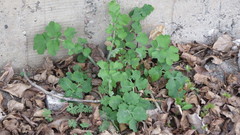 Chelidonium majus