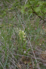 Dactylorhiza sambucina