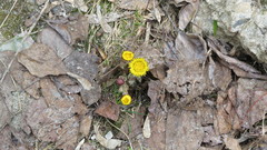 Tussilago farfara