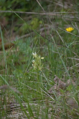 Dactylorhiza sambucina