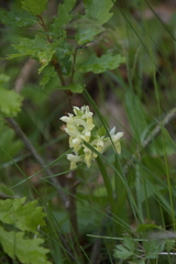 Dactylorhiza sambucina