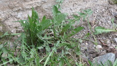 Taraxacum officinale