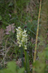 Dactylorhiza sambucina