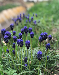 Muscari neglectum