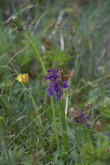 Anacamptis morio