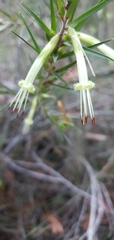 Styphelia longifolia