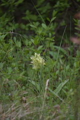 Dactylorhiza sambucina