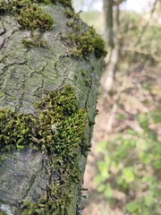 Ulota crispa