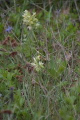 Dactylorhiza sambucina