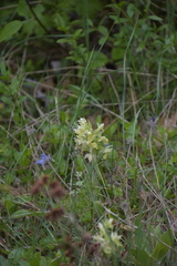 Dactylorhiza sambucina