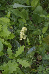 Orchis pallens